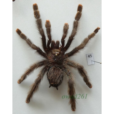 Spider ex. ovo +105mm45